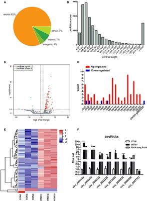 RNA-Seq Revealed a Circular RNA-microRNA-mRNA Regulatory Network in Hantaan Virus Infection